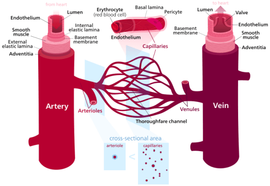 Main Difference - Veins vs Arteries 