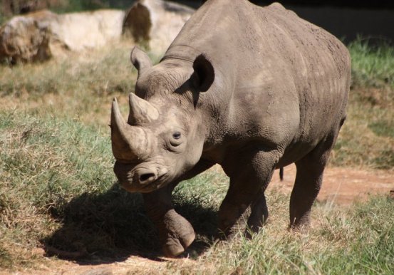 Difference Between White and Black Rhino