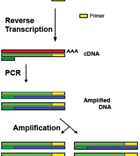 Main Difference - cDNA vs Genomic DNA 