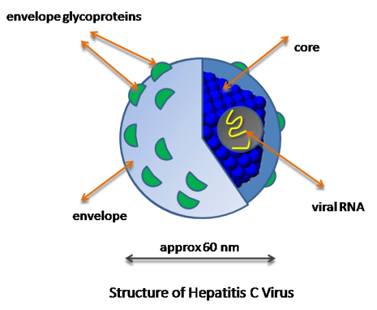 Main Difference - Acute vs Chronic Hepatitis C 