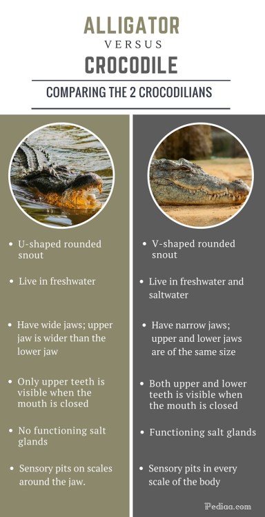 Difference between Alligator and Crocodile- infographic