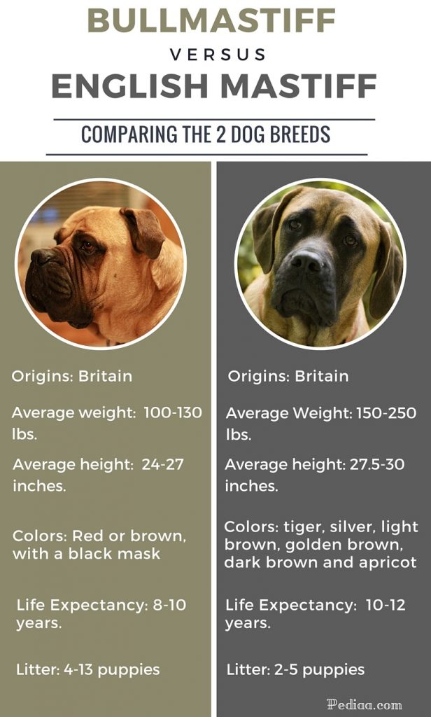 Difference between Bullmastiff and English Mastiff - infographic
