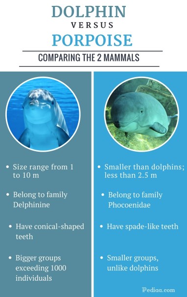 Difference between Dolphin and Porpoise - infographic