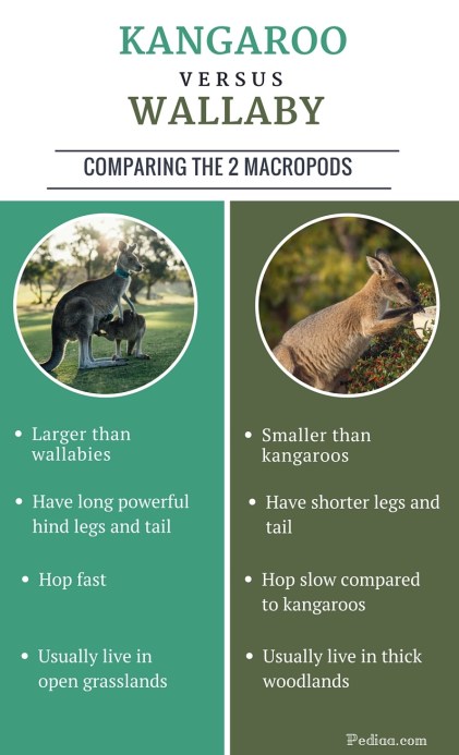 Difference between Kangaroo and Wallaby- infographic