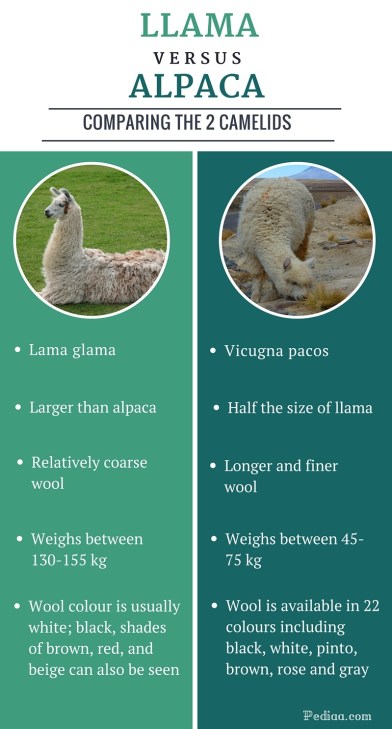Difference between Llama and Alpaca - infographic