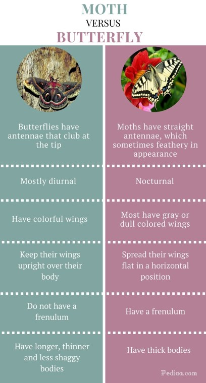 Difference between Moth and Butterfly- infographic