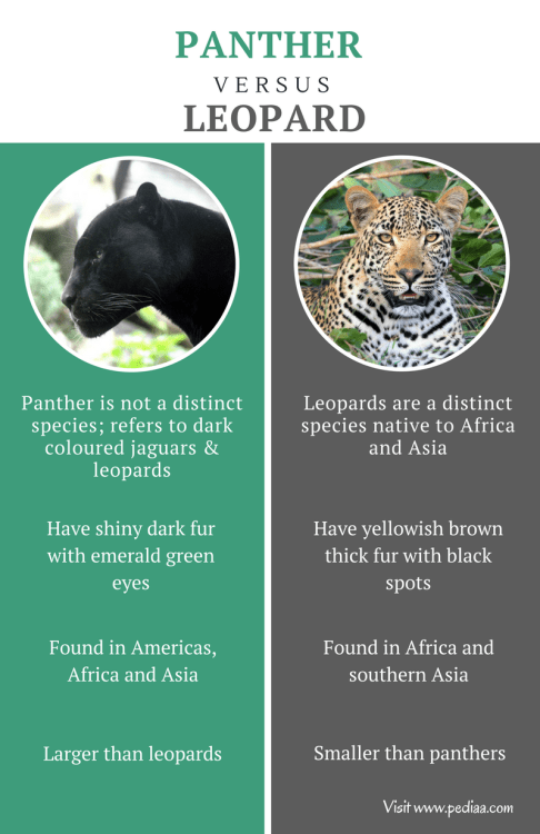Difference between Panther and Leopard - Comparison Summary