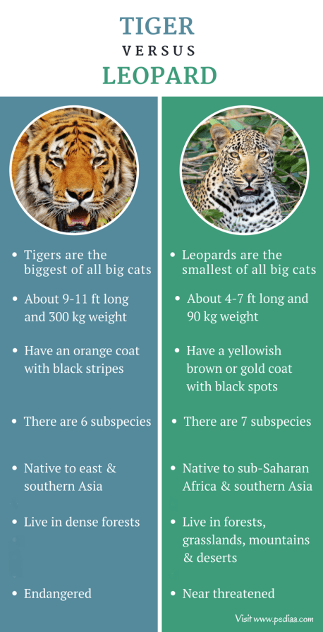 Difference between Tiger and Leopard - Comparison Summary