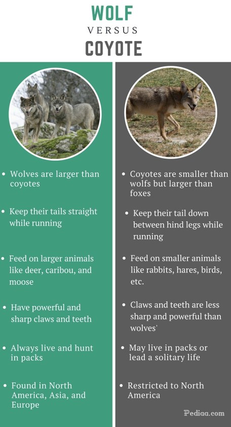 Difference between Wolf and Coyote - infographic