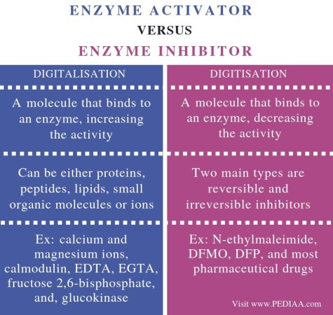 Differences Between Enzyme Activator and Enzyme Inhibitor - Comparison Summary