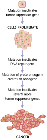 How Can Errors During DNA Replication Lead to Cancer_Figure 3