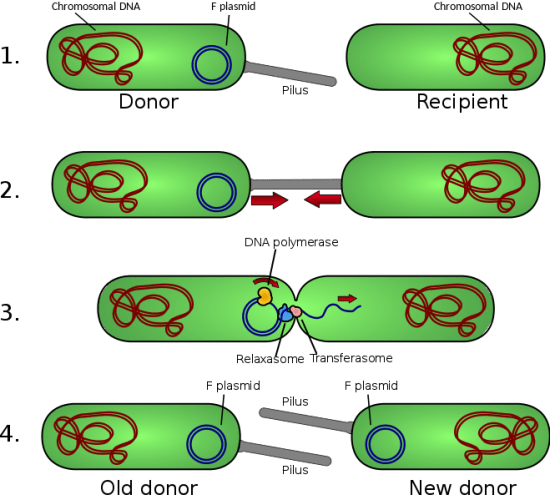 How Do Bacteria Exchange Genetic Information