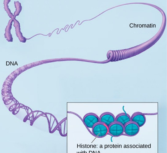 How Do Histone Proteins Help in the Coiling of DNA 