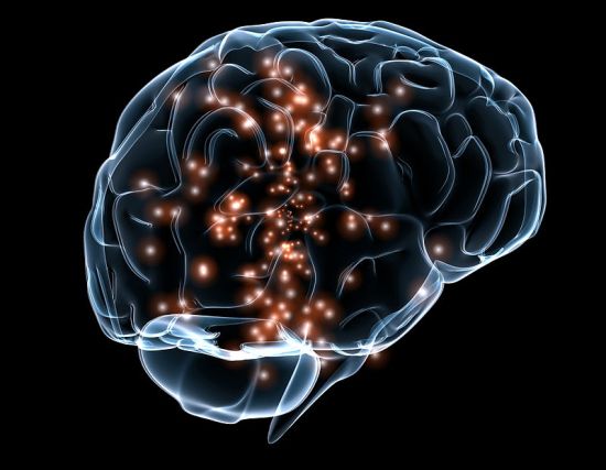 How Do Neurotransmitters Influence Behavior