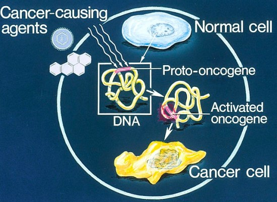 How Do Proto Oncogenes Become Oncogenes 