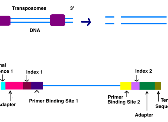 How Does Illumina Sequencing Work _Figure 1