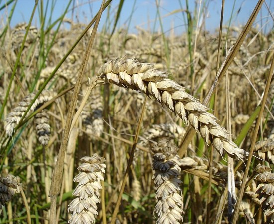 How Does Wheat Pollinate