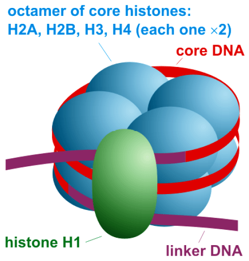 How are Histones Related to Nucleosomes_Figure 3
