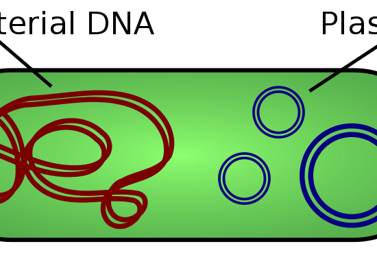 How are Plasmids Used in Genetic Engineering_Figure 1
