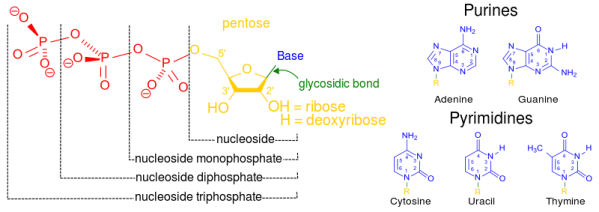 Compare the Phosphates Sugars and Bases of DNA and RNA - 1