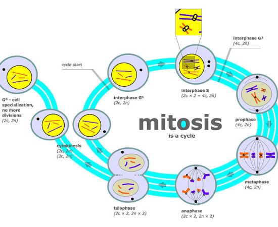 Similarities Between Mitosis and Meiosis_Figure 1