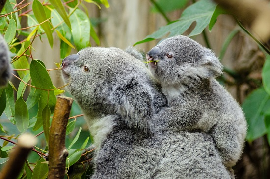 What Makes Sydney Zoo Unique