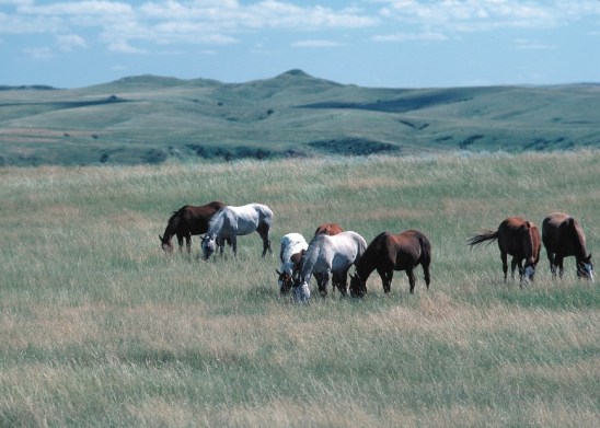 A herd of horses is grazing.