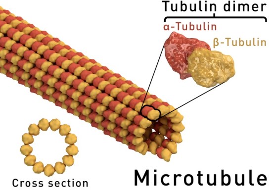 What is the Difference Between Alpha and Beta Tubulin