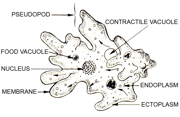 Amoeba vs Euglena