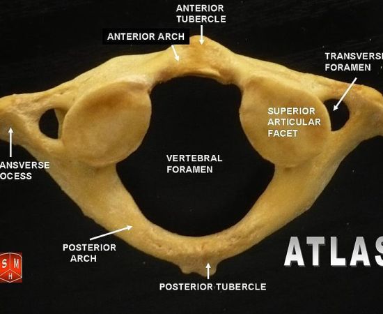 What is the Difference Between Atlas and Axis Vertebrae