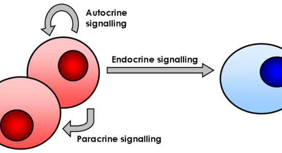 What is the Difference Between Autocrine and  Paracrine_Figure 1