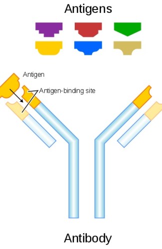 Main Difference - B Cell Receptor vs Antibody
