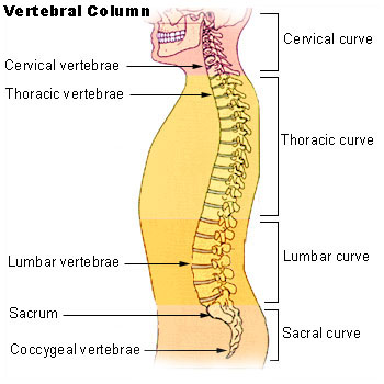 What is the Difference Between Backbone and Spine