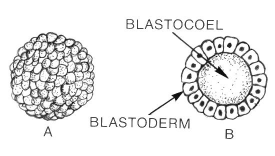 What is the Difference Between Blastula and Blastocyst