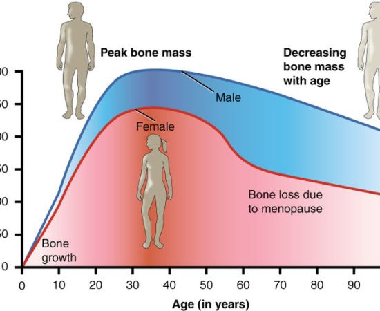 What is the Difference Between Bone Mass and Bone Density