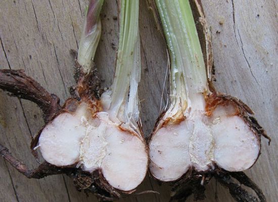 What is the Difference Between Bulbs Corms Tubers and Rhizomes - Corms