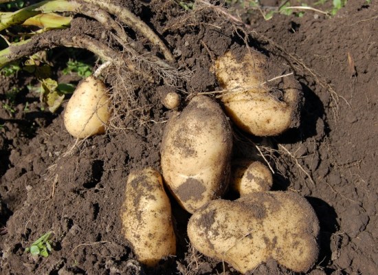 What is the Difference Between Bulbs Corms Tubers and Rhizomes - Tubers