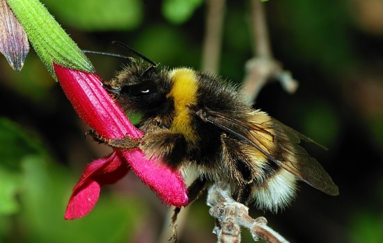 What is the Difference Between Bumble Bee and Carpenter Bee