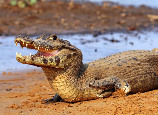 What is the Difference Between Caiman and Alligator