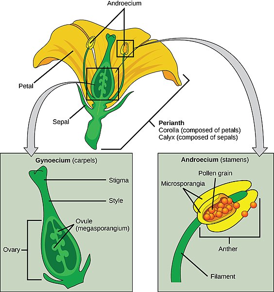 carpel-pistil