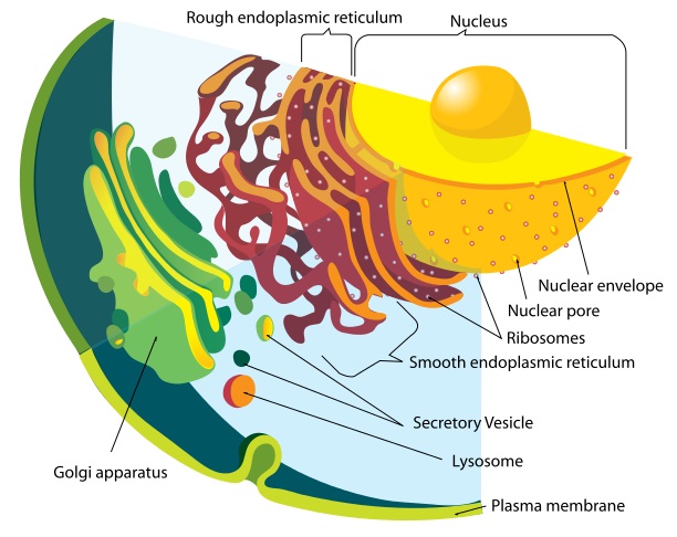 Cell Membrane vs Nuclear Membrane