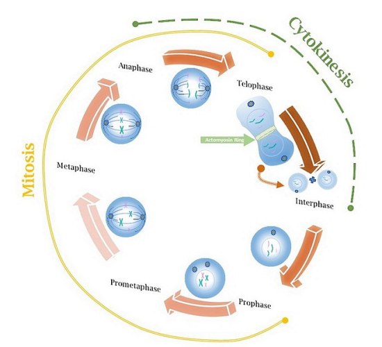 What is the Difference Between Cell Proliferation and Cell Differentiation