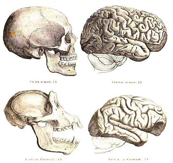 Chimpanzee Brain vs Human Brain