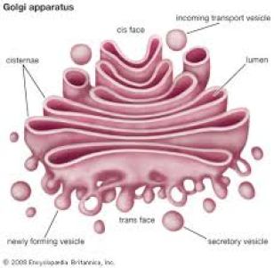 What is the Difference Between Cis and Trans Face of Golgi Apparatus_Fig 01