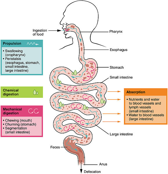 Digestion vs Metabolism