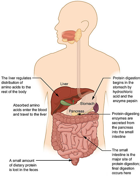 What is the Difference Between Digestion in Stomach and Digestion in Intestine