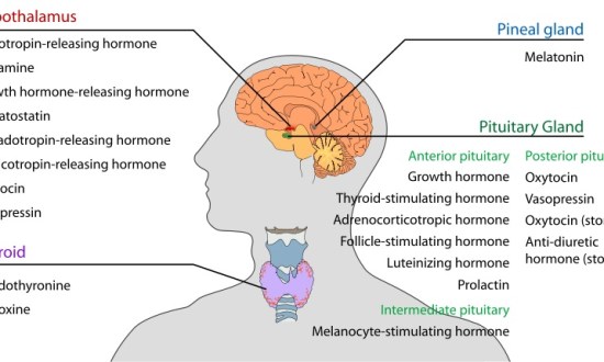What is the Difference Between Direct and Indirect Hormone Action