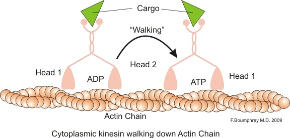 Main Difference - Dynein and Kinesin