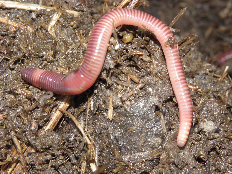 Red Wiggler Worms (Eisenia fetida)