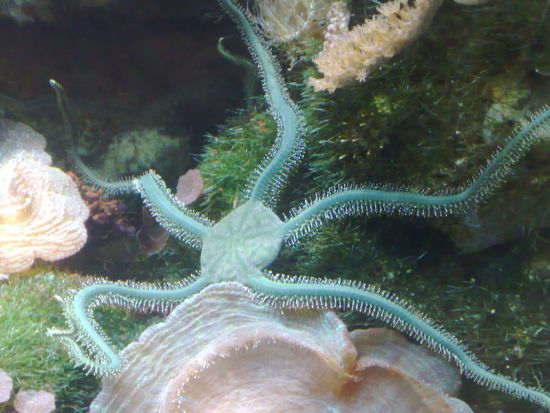What is the Difference Between Echinoderms and Chordates
